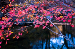 草莓直播下载免费观看安装流程